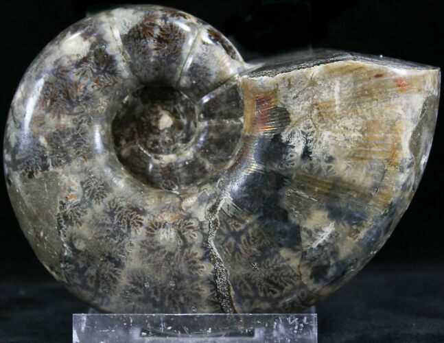 Polished Anapuzosia Ammonite Fossils #25207